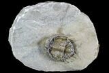 Large, Basseiarges Trilobite - Jorf, Morocco #108685-4